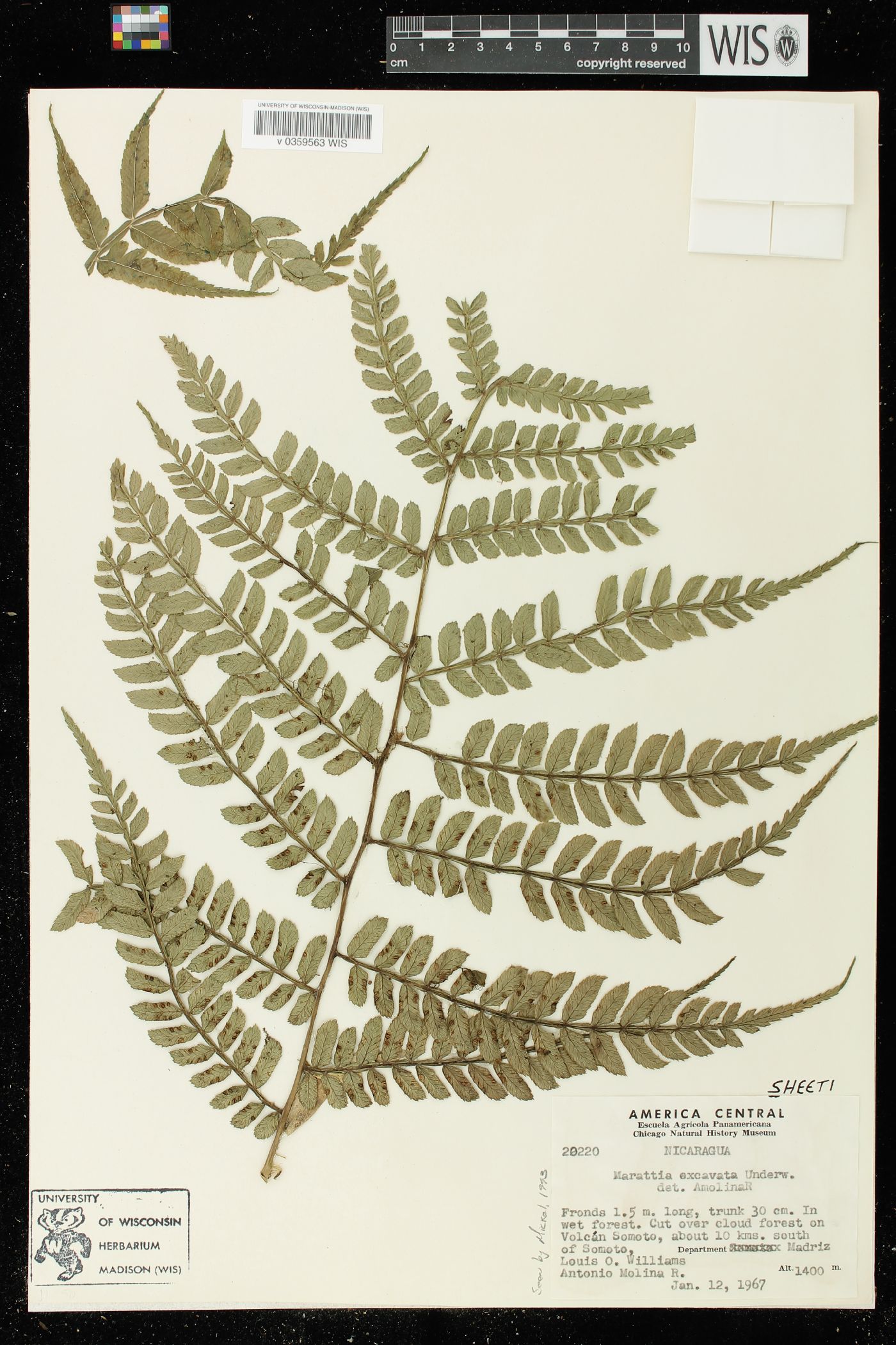 Marattia excavata image