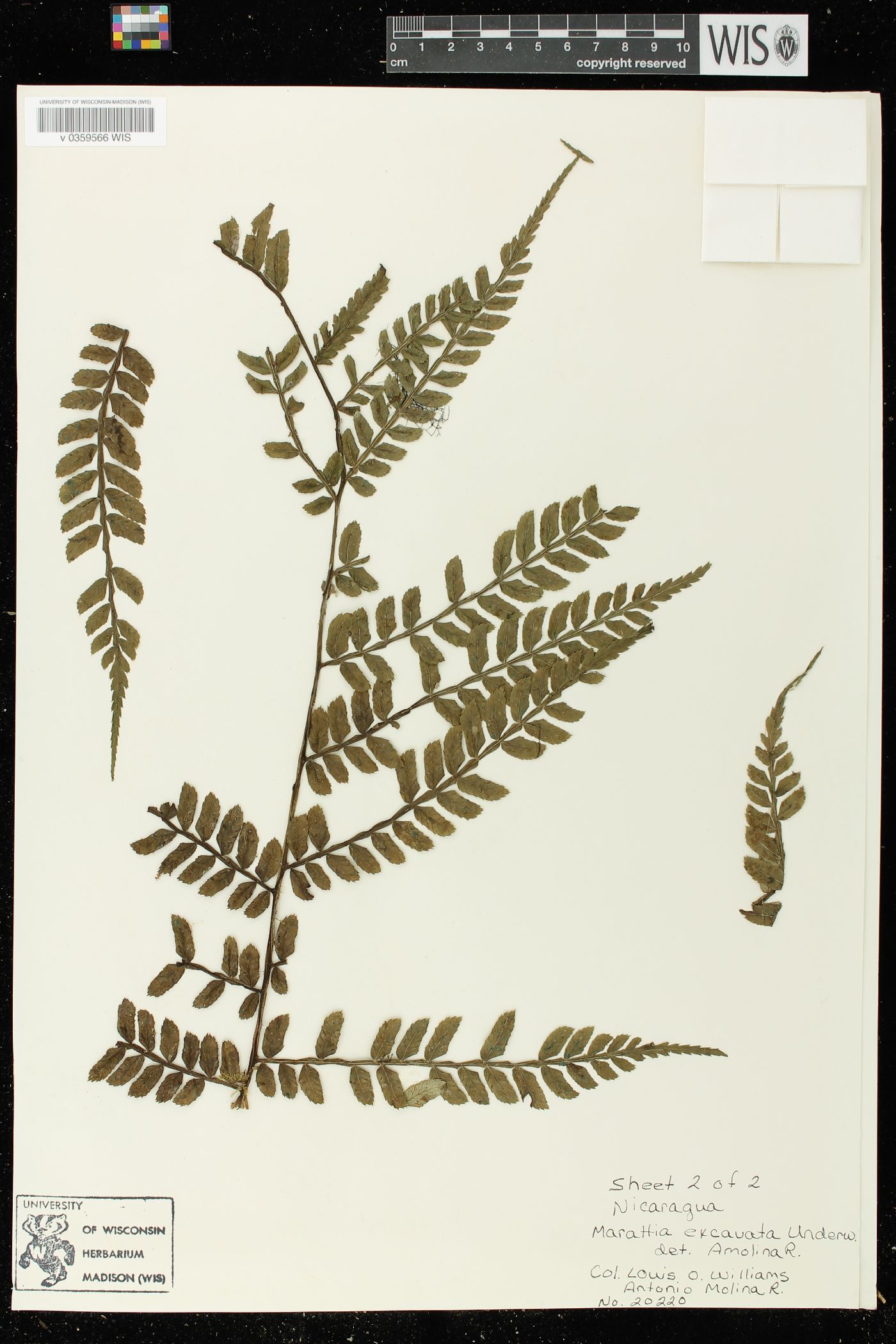 Marattia excavata image