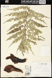 Marattia weinmanniifolia image