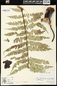 Marattia weinmanniifolia image