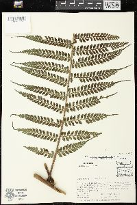 Marattia weinmanniifolia image