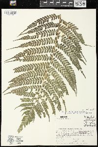 Marattia weinmanniifolia image