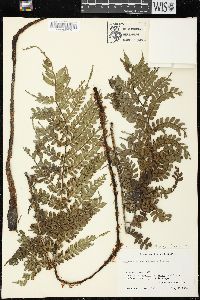 Marattia weinmanniifolia image