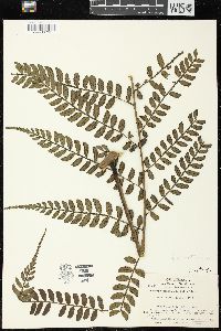 Marattia weinmanniifolia image