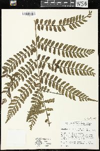 Marattia weinmanniifolia image