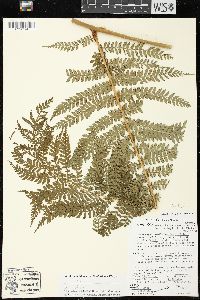 Marattia weinmanniifolia image