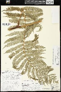 Marattia weinmanniifolia image