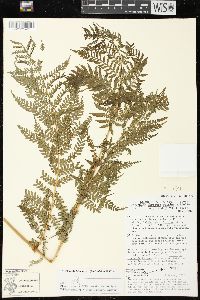 Marattia weinmanniifolia image