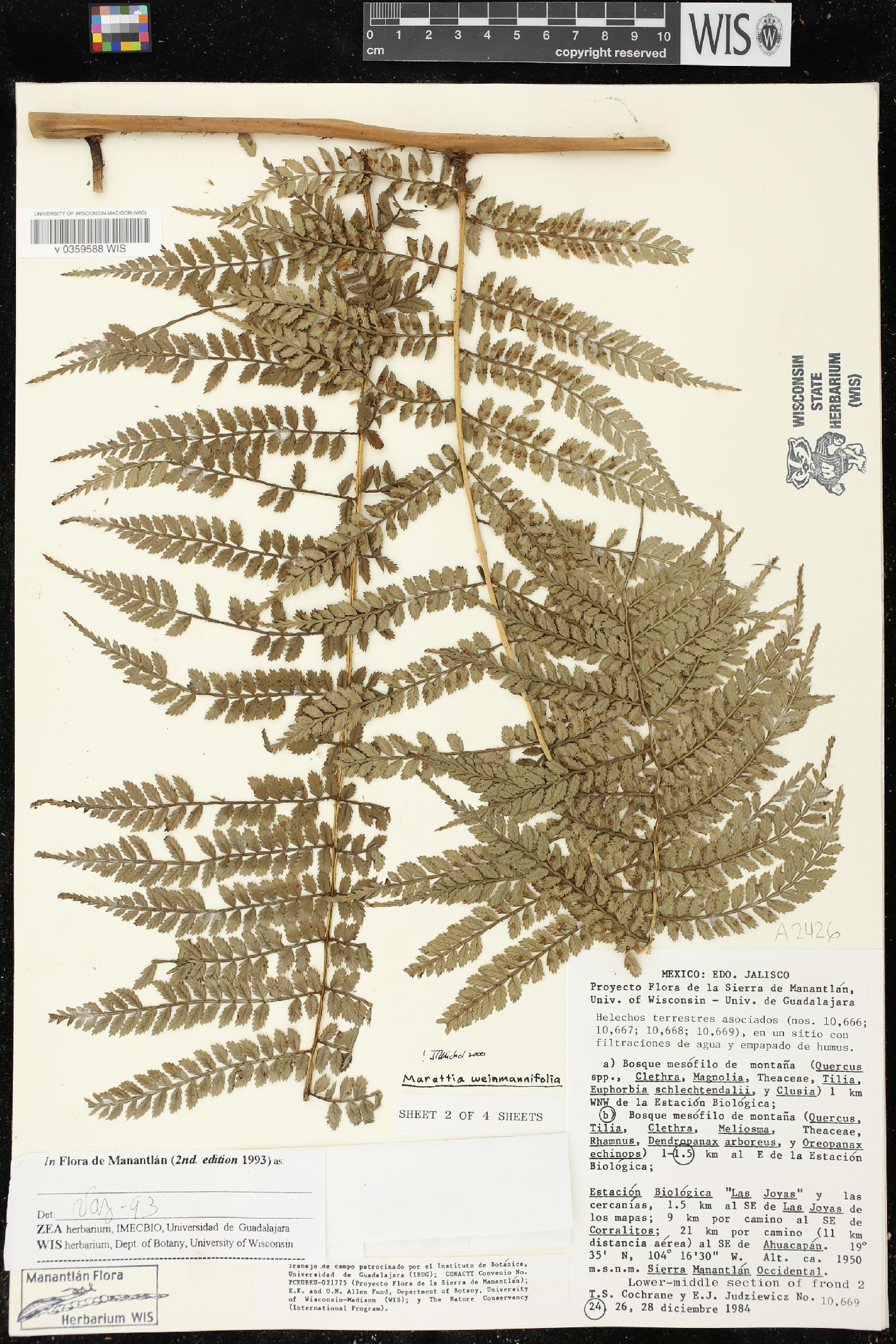 Marattia weinmanniifolia image
