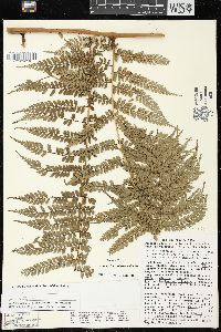 Marattia weinmanniifolia image