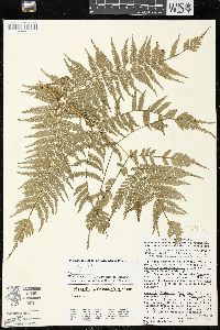 Marattia weinmanniifolia image