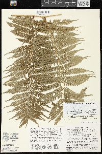 Marattia weinmanniifolia image