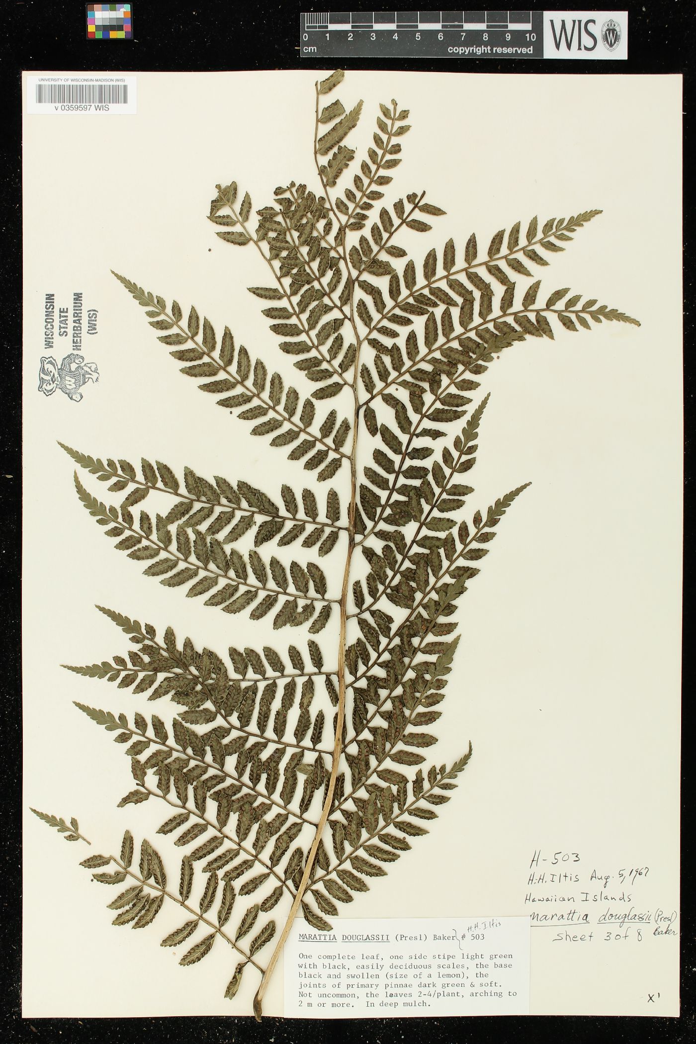 Marattia douglasii image