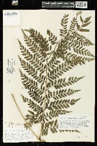 Marattia douglasii image