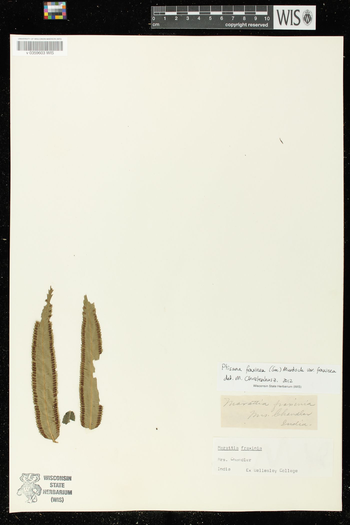 Ptisana fraxinea image