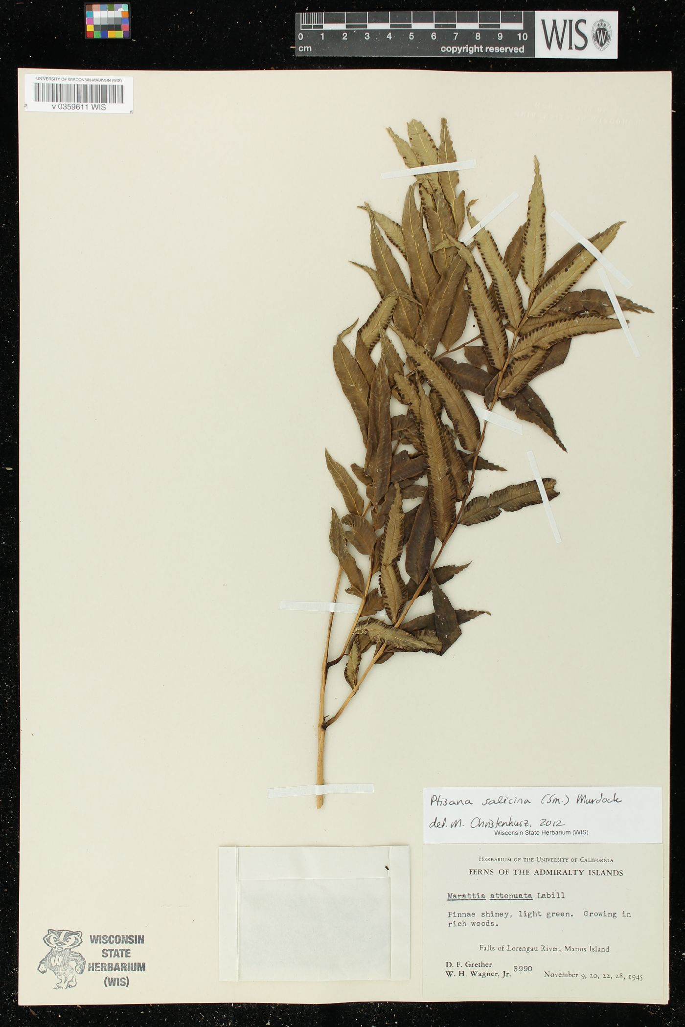 Ptisana salicina image
