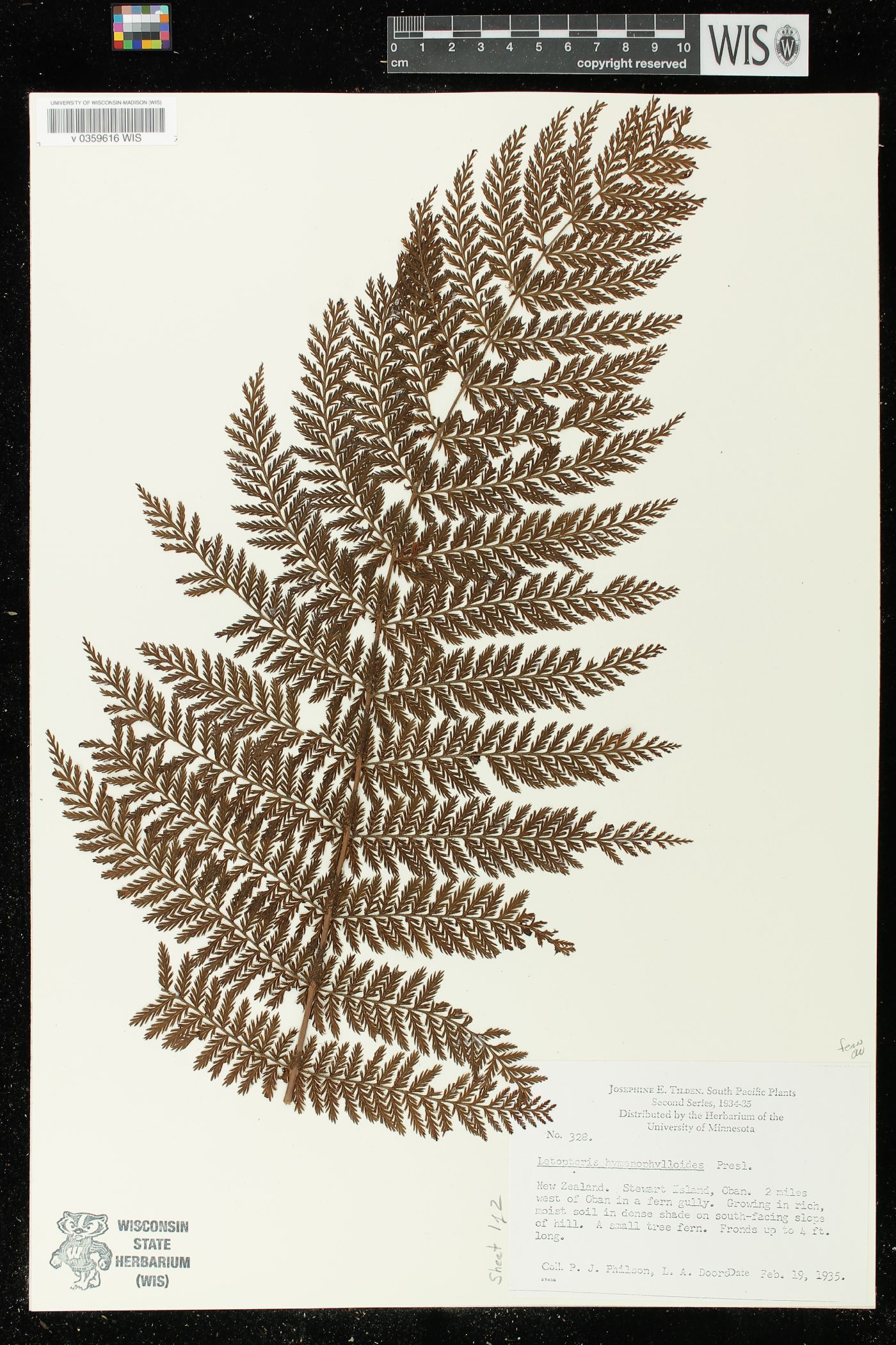 Leptopteris hymenophylloides image