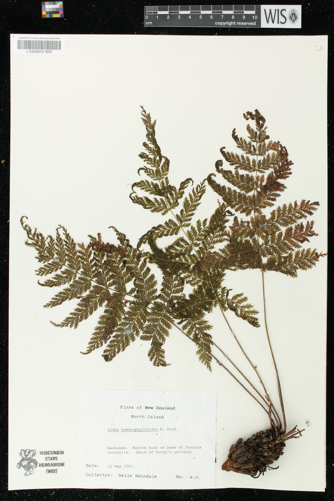 Todea hymenophylloides image