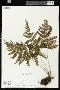 Todea hymenophylloides image