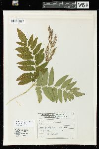 Osmunda japonica image