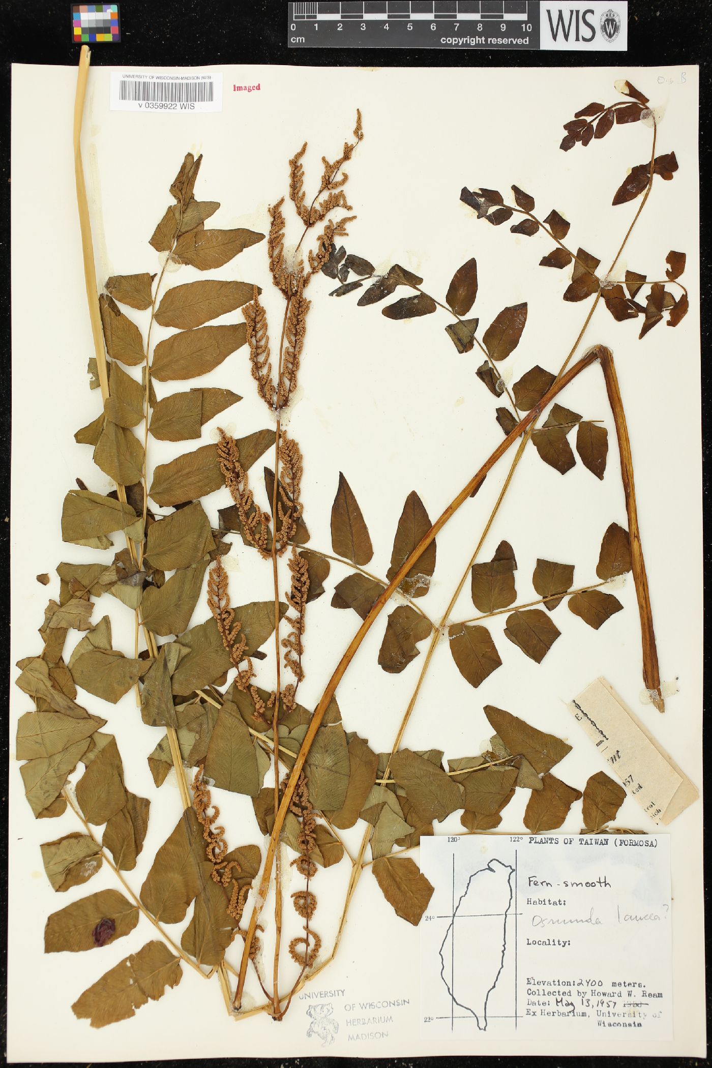 Osmunda lancea image