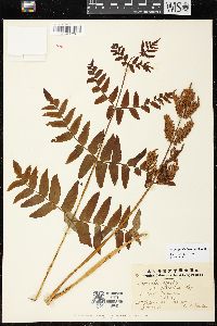 Osmunda japonica image