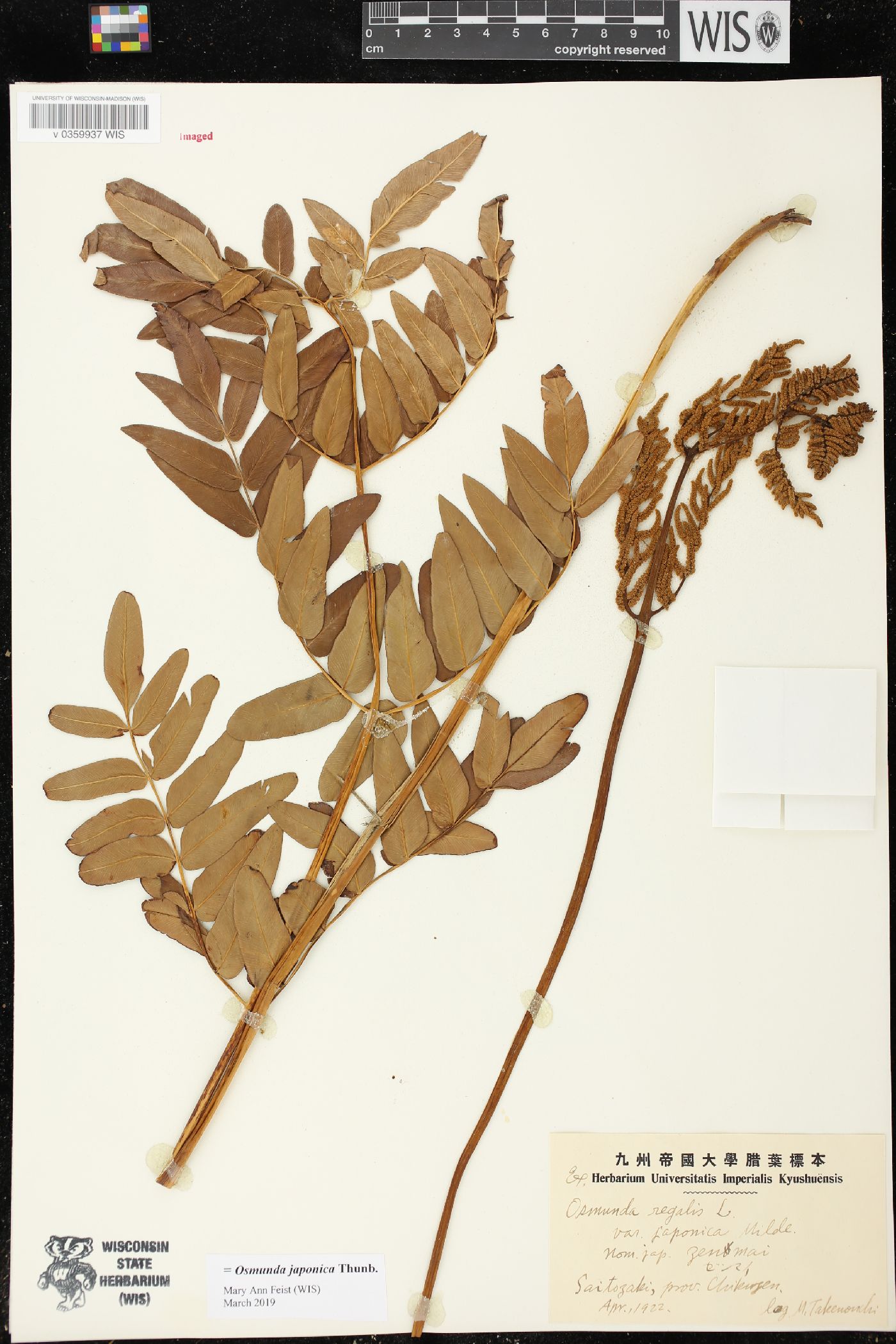 Osmunda japonica image