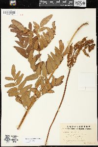 Osmunda japonica image