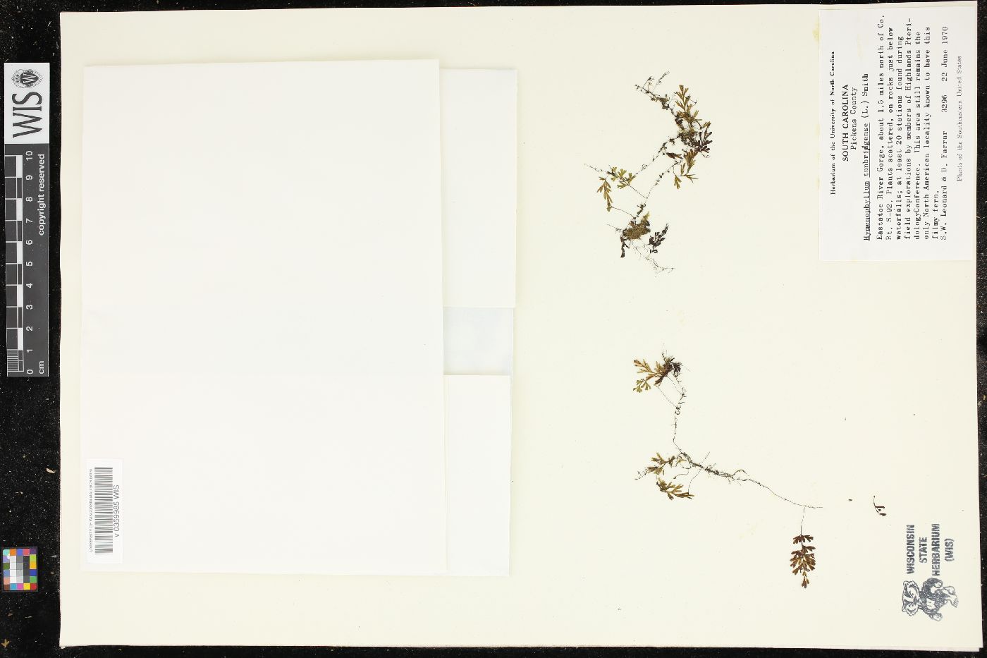 Didymoglossum punctatum image