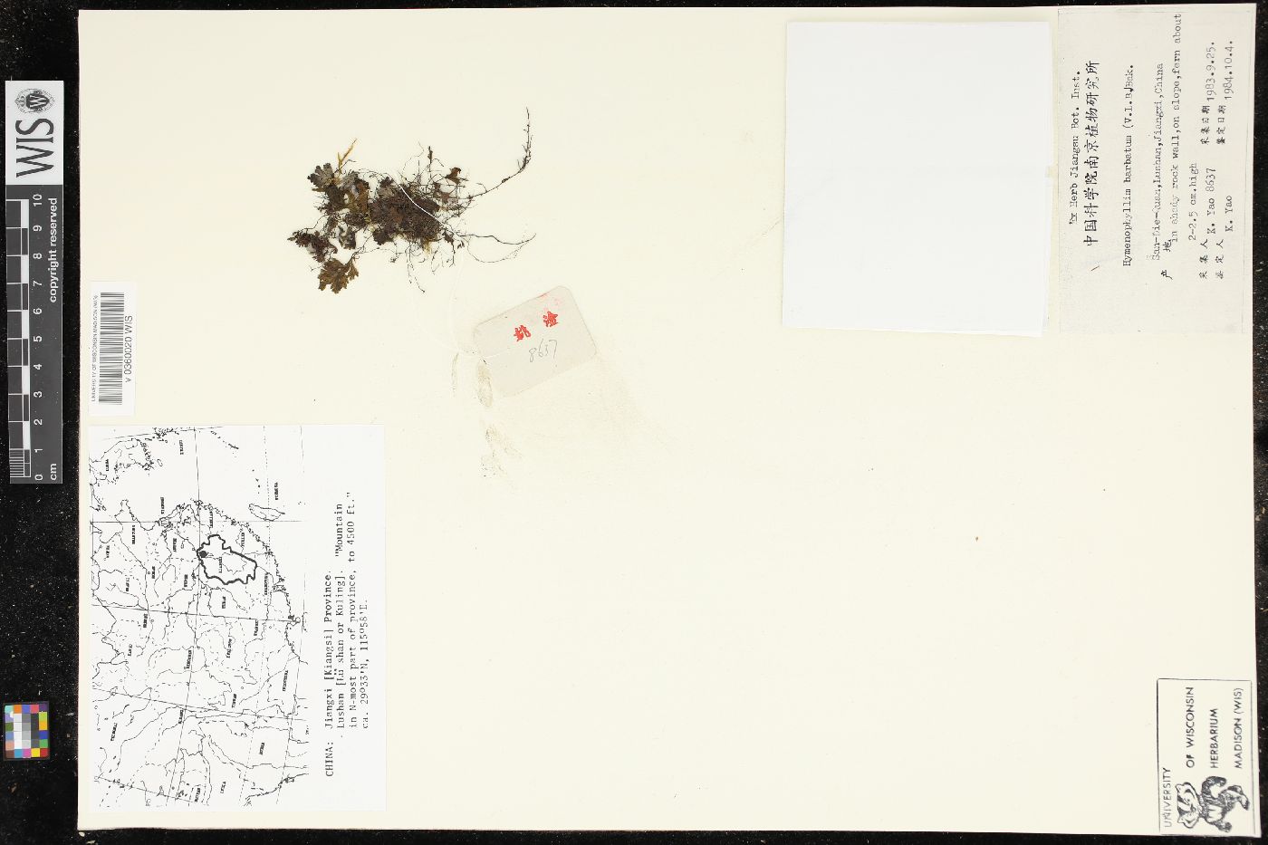 Hymenophyllum barbatum image