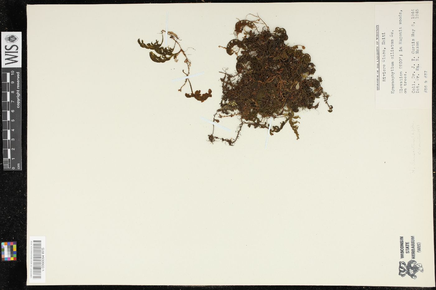 Hymenophyllum ciliatum image