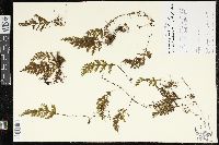 Hymenophyllum hirsutum image