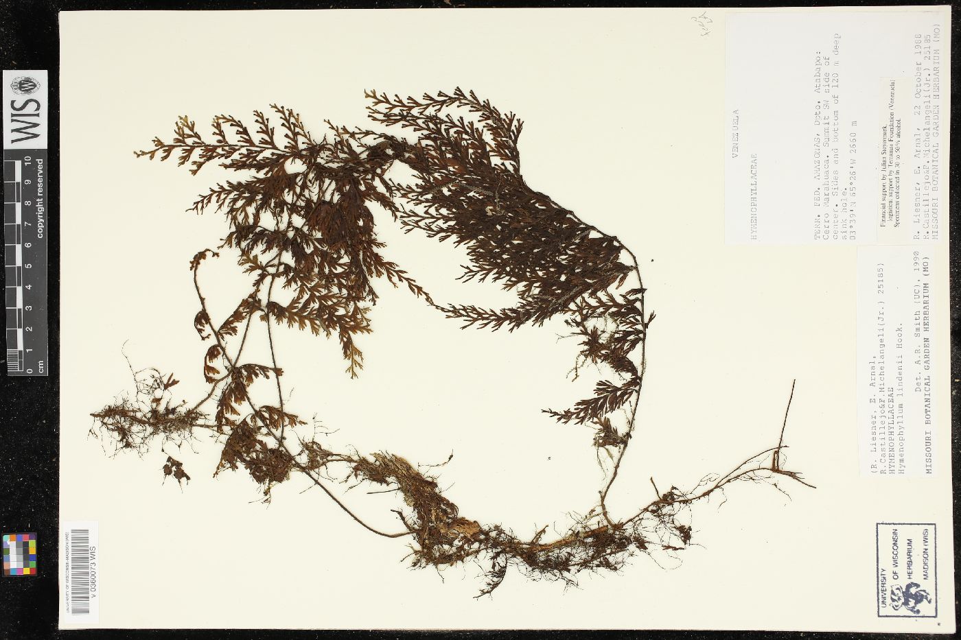 Hymenophyllum lindenii image