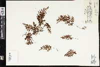 Hymenophyllum myriocarpum image