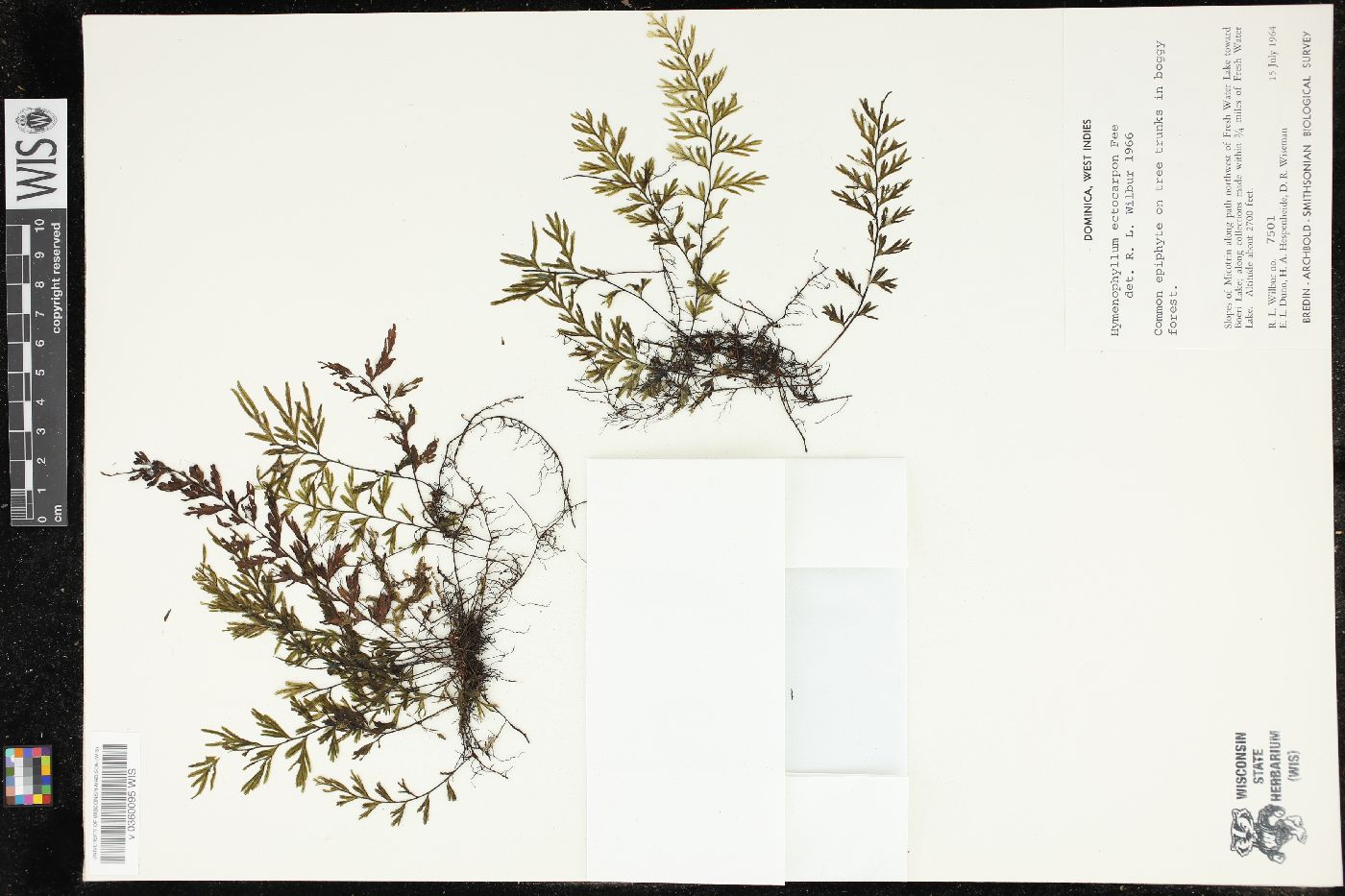Hymenophyllum ectocarpon image