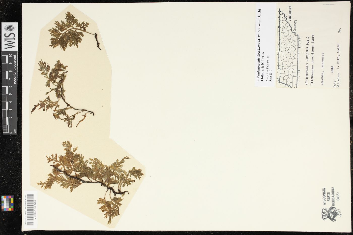 Vandenboschia boschiana image