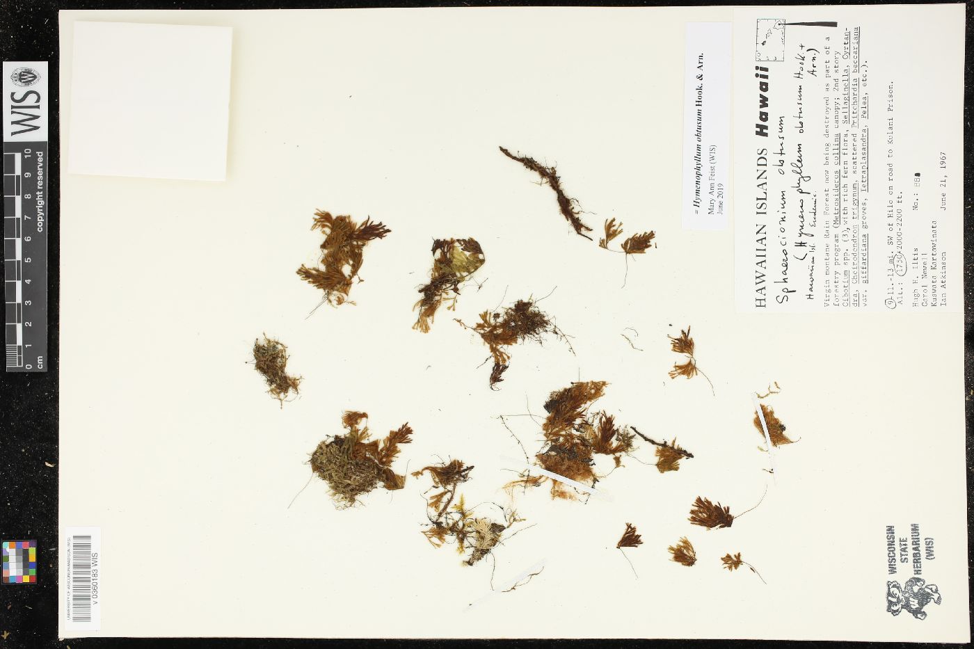 Hymenophyllum obtusum image