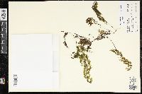 Hymenophyllum recurvum image