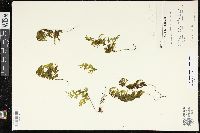 Hymenophyllum recurvum image