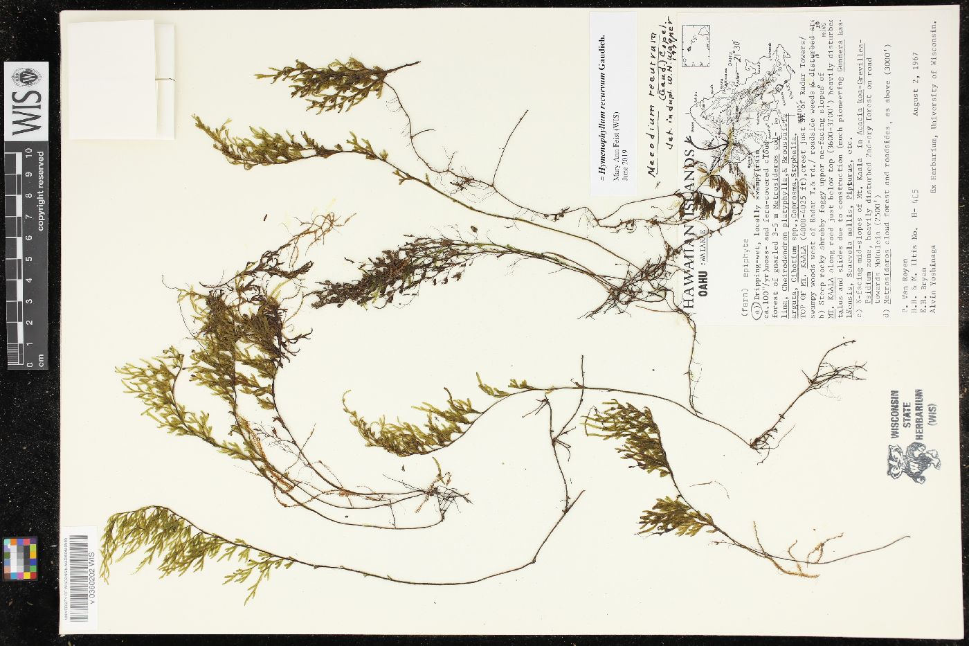 Hymenophyllum recurvum image