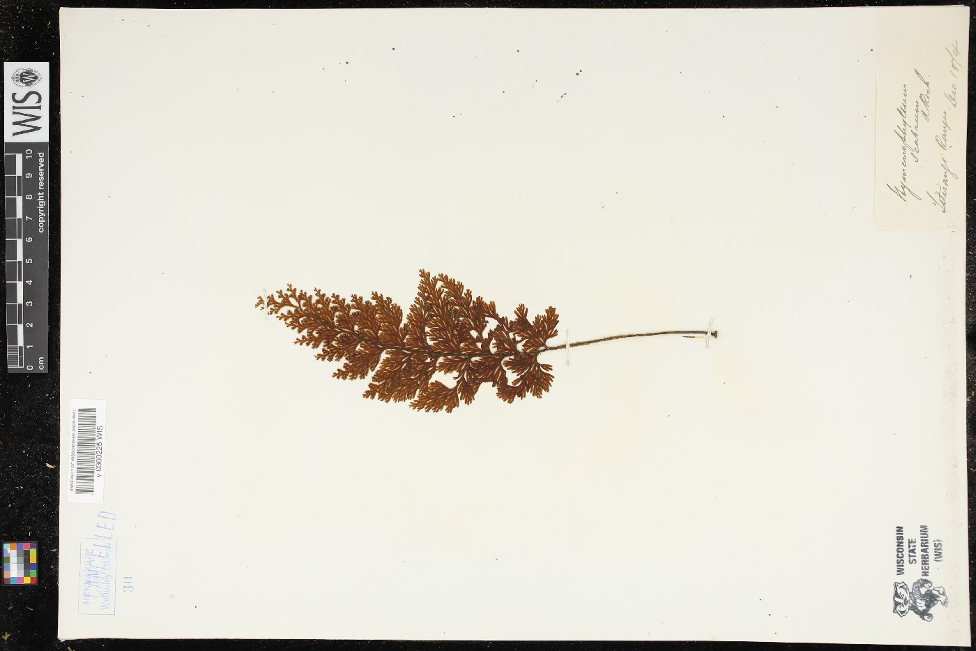 Hymenophyllum sericeum image