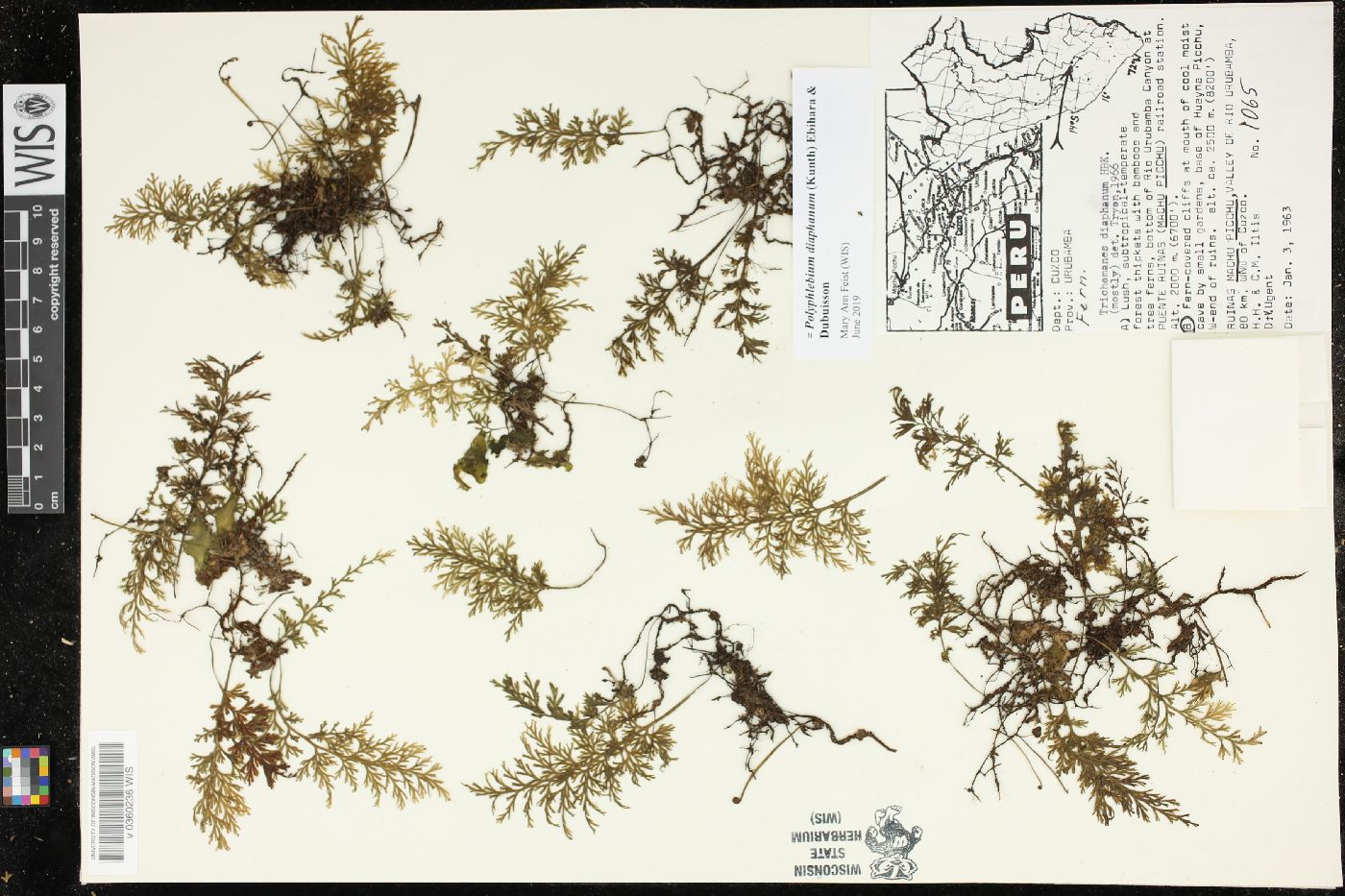 Polyphlebium diaphanum image