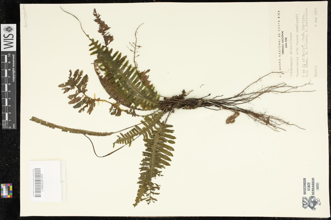 Trichomanes diversifrons image