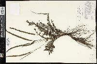 Trichomanes diversifrons image