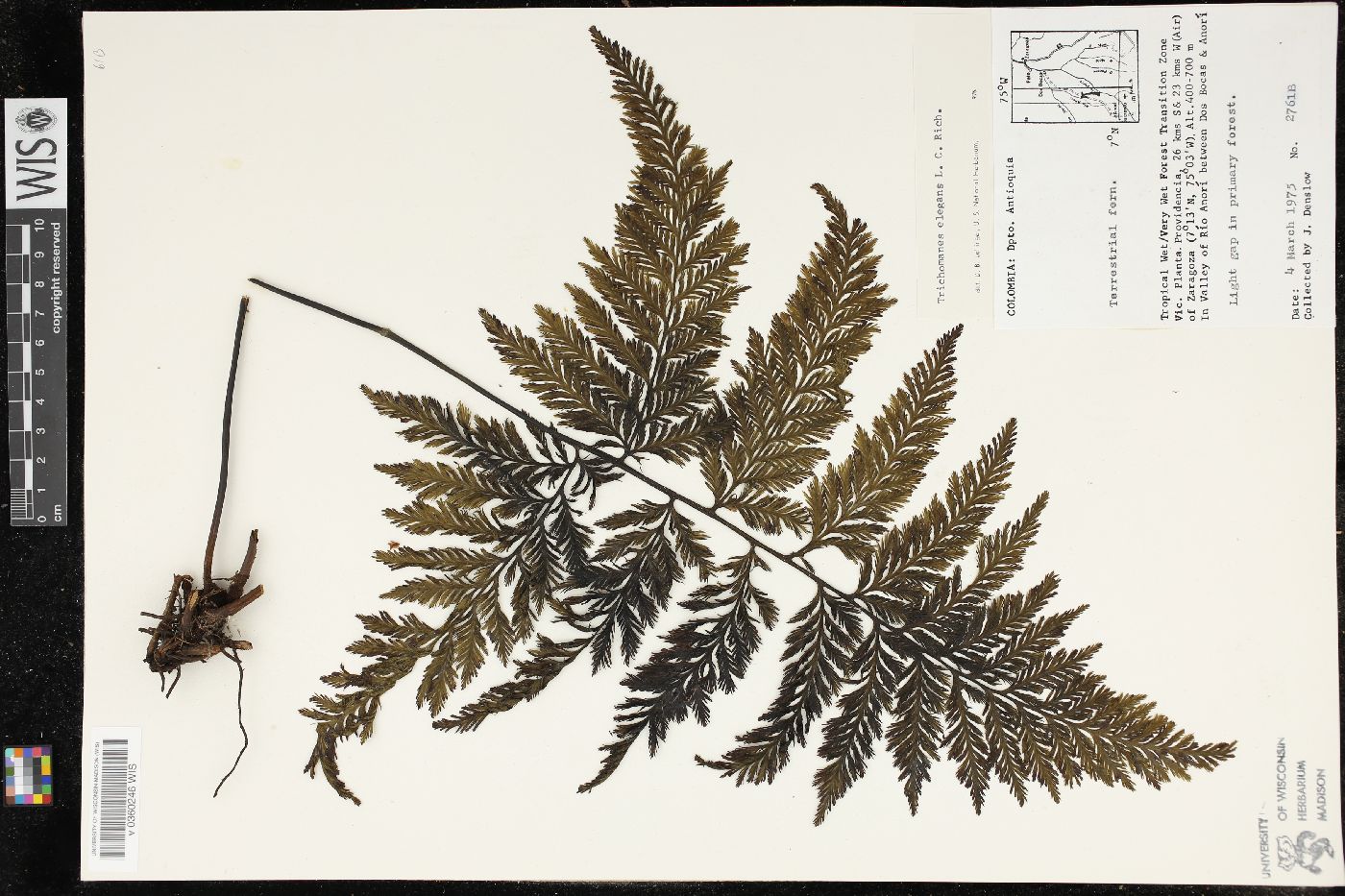 Trichomanes elegans image