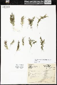 Image of Polyphlebium angustatum