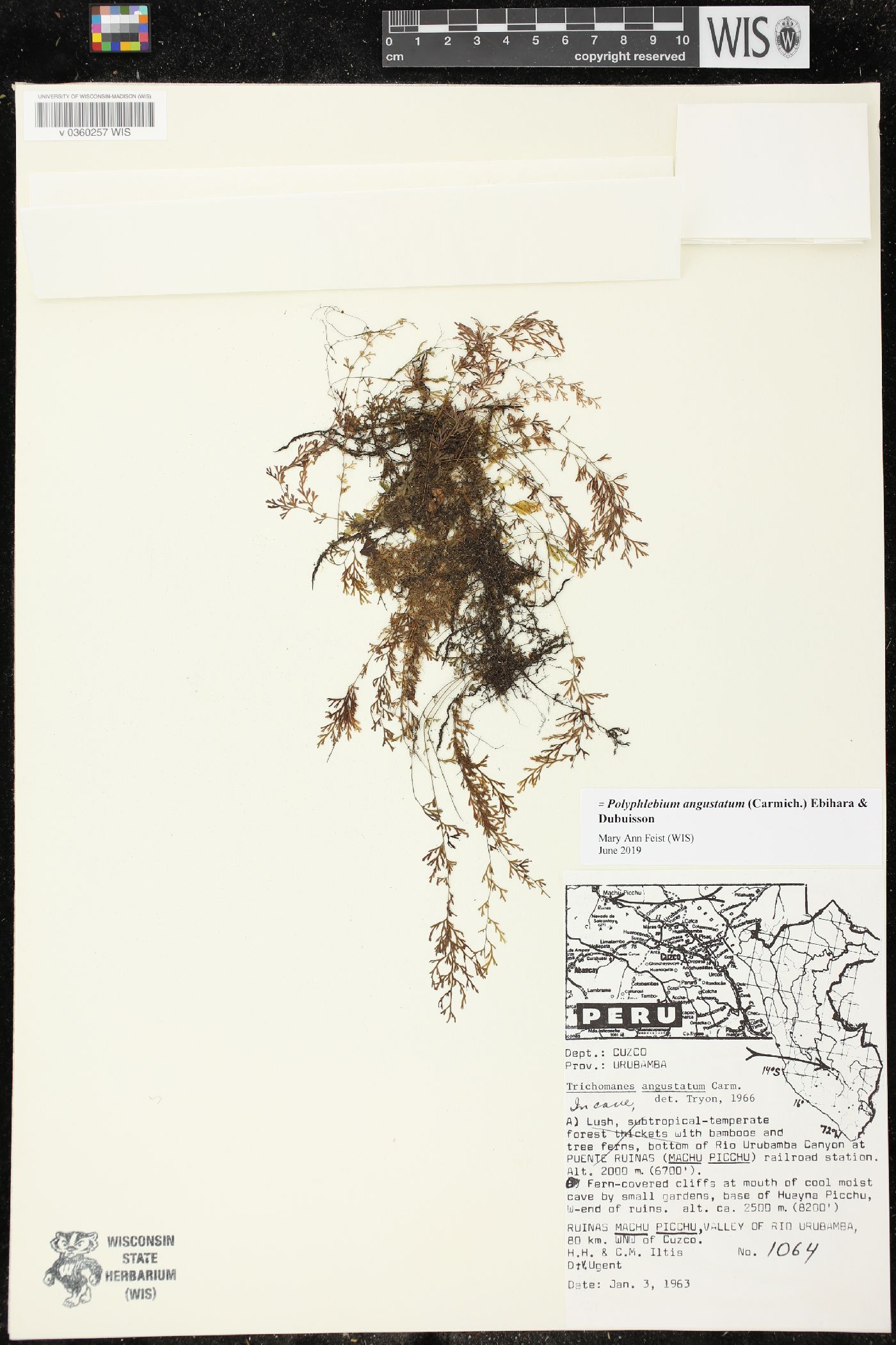 Polyphlebium angustatum image