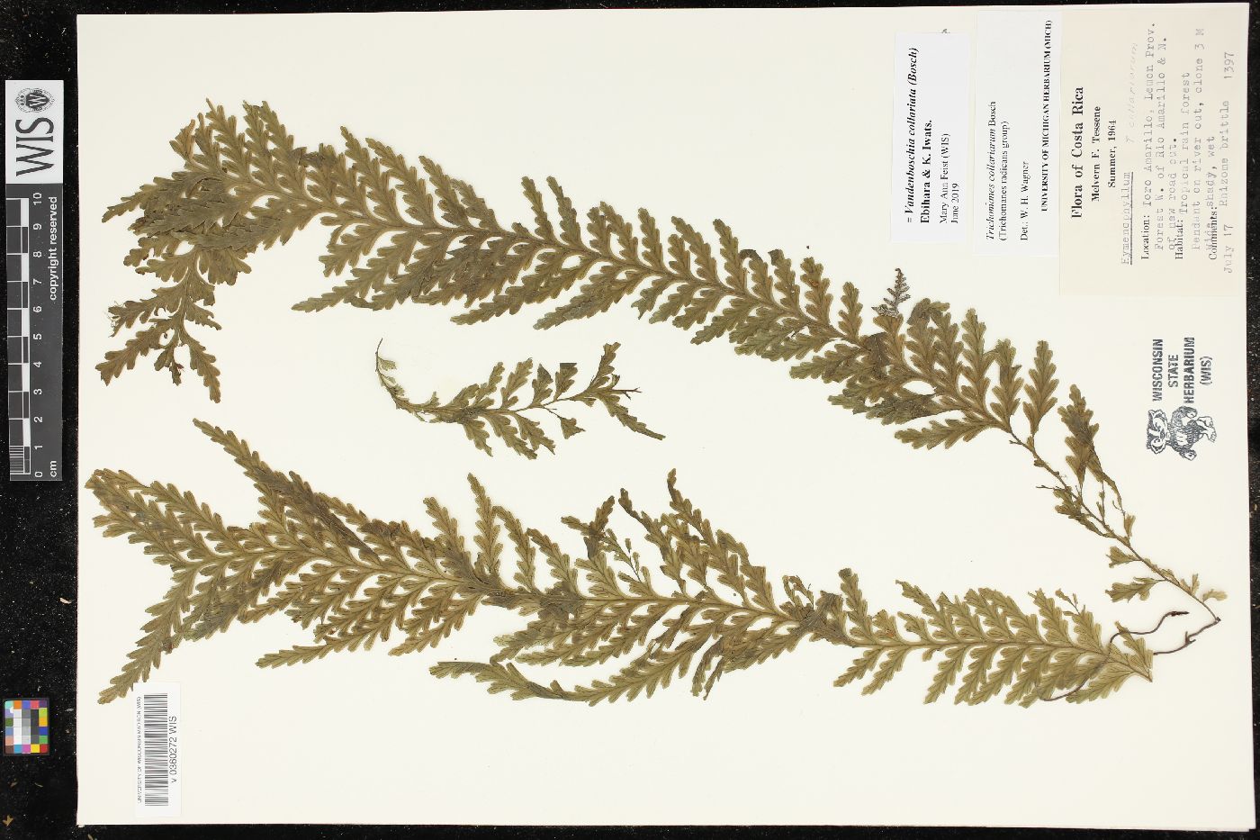 Vandenboschia collariata image