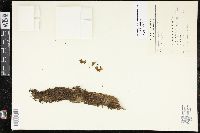 Didymoglossum kapplerianum image