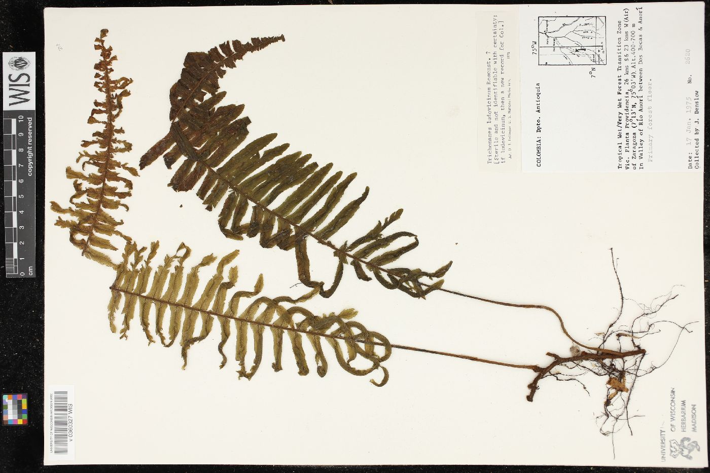 Trichomanes ludovicinum image